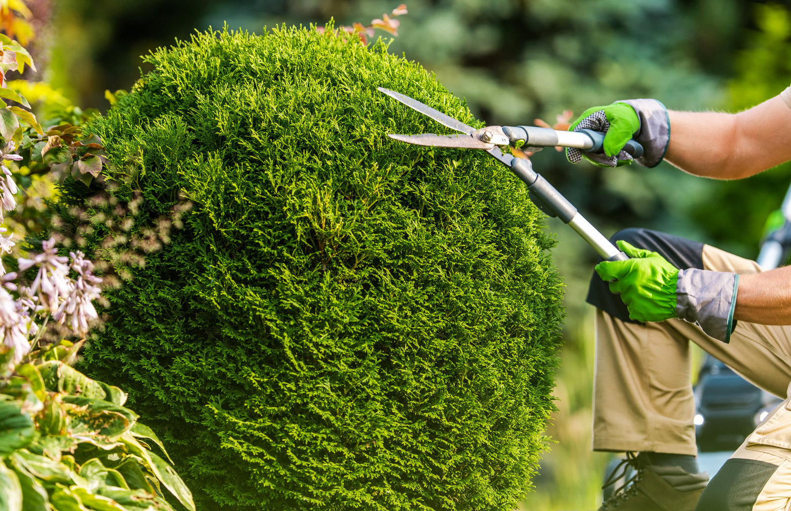 Backyard Garden Trees Trimming Job